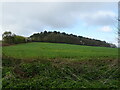 Crop field and woodland, Mount Pleasant