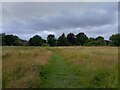 Footpath towards Sparsholt