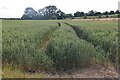 Field by Hertford Lane, Elmdon