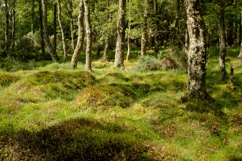 Below the birch trees, Arkendeith Wood © Julian Paren :: Geograph ...