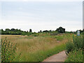 Longrun Meadow: towards Taunton