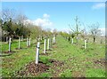 Young woodland beside the A44