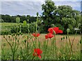 Poppies in Wolverley village