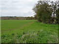 Bridleway towards Ditchley Dell