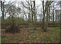 Woodland and boundary wall of Blenheim Park