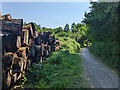 Cycle trail, Parkend