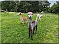 Furry faces at Park Hall Farm