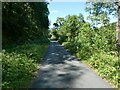 Plym Valley Trail (NCN27) in Colwill Wood