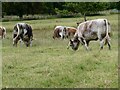 SJ5450 : English Longhorn Cattle at Cholmondeley Castle by Oliver Dixon