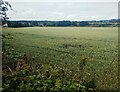 Field of Wheat