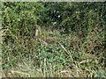 Heavily overgrown footpath stile