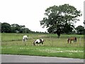 SJ4842 : Horses at Smokey Lane Corner by Oliver Dixon
