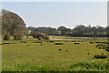 River Rother floodplain