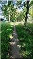 Path through woodland strip on east side of Clifton Lane near The Dip bus stop