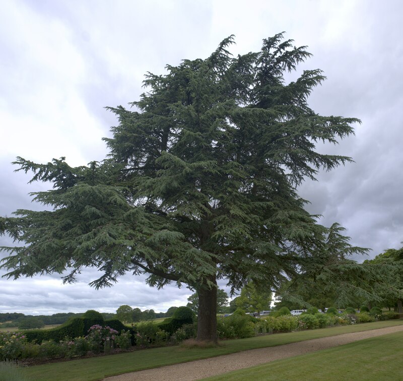 Cedrus libani © Bob Harvey :: Geograph Britain and Ireland