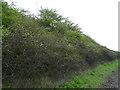 Woodland beside the A46