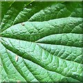 TQ2014 : Nettle leaf by Ian Cunliffe