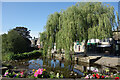 Willow Tree by Silsden Beck