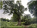 The Birnam Oak