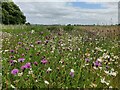 Wildflower meadow at Low Habberley