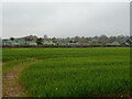 Cereal crop towards St Michaels Caravan Park