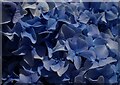 SX0046 : Heligan - Hydrangea - close view of florets by Rob Farrow