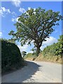 Tree at road junction