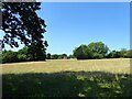 Old Hop Garden Field