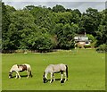 Horses next to the Severn Way