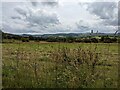 Rough grassland near Cefn Meurig