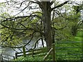 Bank of River Severn near Dolfor