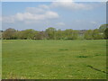 Grazing near the River Stour