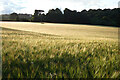 Farmland, Budock