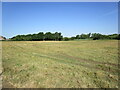 Shereford Common