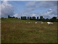 Sheppen Fields south of Pulverbatch