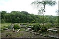 Felled trees beside the footpath