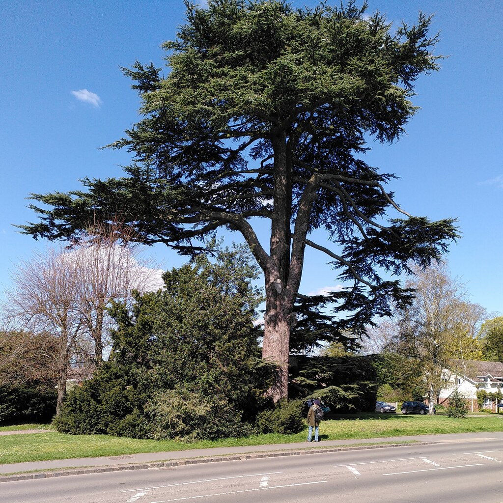 Cedar, Myton Road © A J Paxton :: Geograph Britain and Ireland