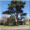 Cedar, Myton Road