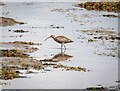 J4967 : Curlew, Strangford Lough by Rossographer