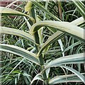 Stem of Giant Reed, Warwick