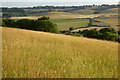 Pasture, Bradenham