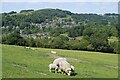 View towards Bollington