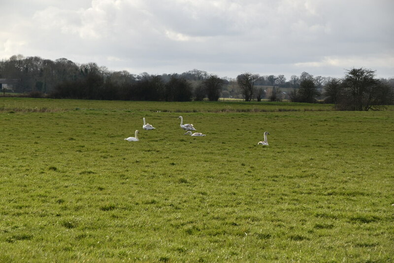 Swans near The Locks Inn © N Chadwick :: Geograph Britain and Ireland