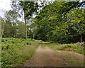 Track through the Wyre Forest