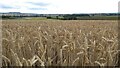 Wheat field at Preston-on-Stour