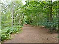 Twigmoor Woods