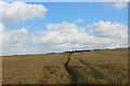 Field of Wheat beside Sandy Bank