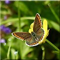 Brown Argus butterfly on a Buttercup