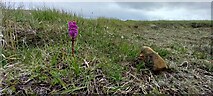 HP6310 : Heath Fragrant Orchid (Gymnadenia borealis), Keen of Hamar by Mike Pennington