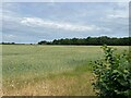 Farmland behind Leigh Delamere Services